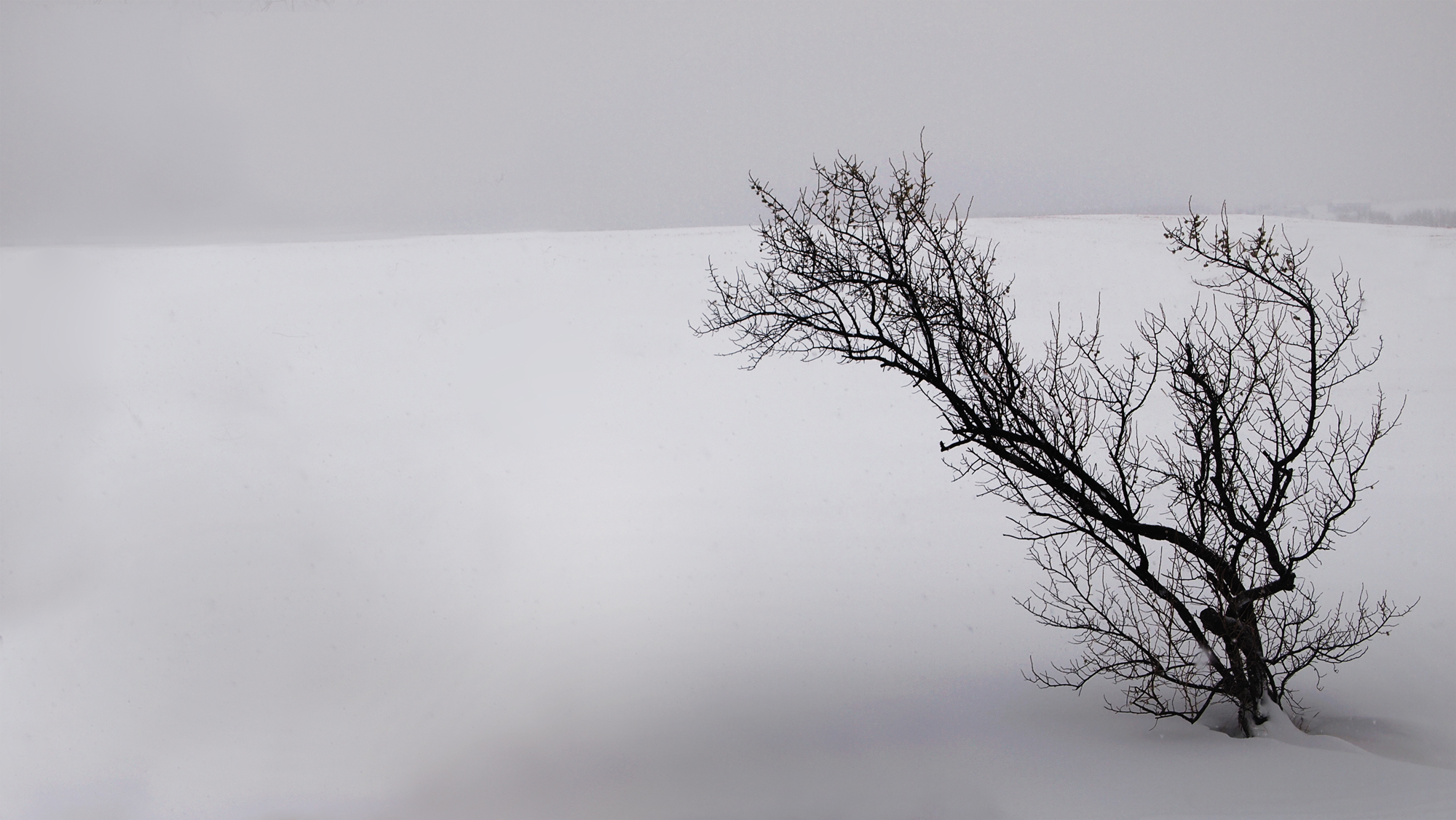 January silence January Silence